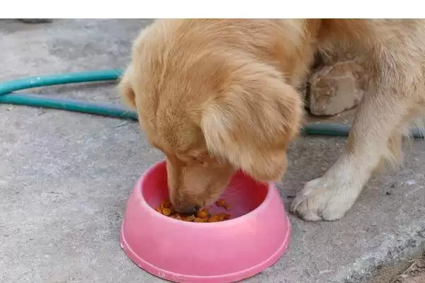 狗狗贫血是由何引起的,狗狗贫血是饮食或先天性疾病等原因导致吗插图1 狗狗贫血是由何引起的,狗狗贫血是饮食或先天性疾病等原因导致吗插图1