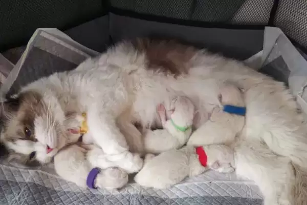 刚出生小猫死亡抢救 ,刚出生的小猫即将死亡如何进行抢救插图1 刚出生小猫死亡抢救 ,刚出生的小猫即将死亡如何进行抢救插图1