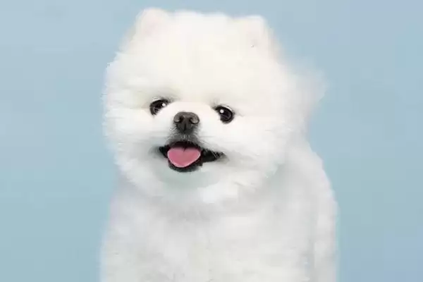 狗狗脑震荡有啥症状,狗狗脑震荡主要症状为呕吐、站不稳等吗插图3 狗狗脑震荡有啥症状,狗狗脑震荡主要症状为呕吐、站不稳等吗插图3