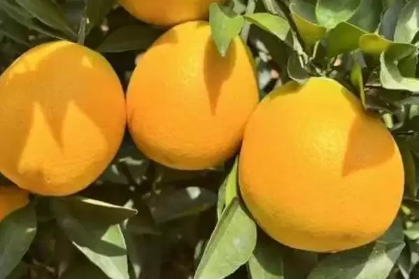 赣南脐橙生长年线 ,赣南脐橙的生长周期是怎样的插图3 赣南脐橙生长年线 ,赣南脐橙的生长周期是怎样的插图3