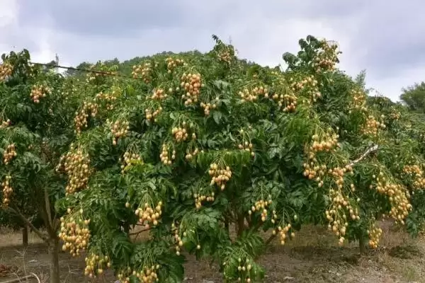 黄皮果根腐病多雨夏季高发,黄皮果根腐病如何防治,发病规律是?插图2 黄皮果根腐病多雨夏季高发,黄皮果根腐病如何防治,发病规律是?插图2
