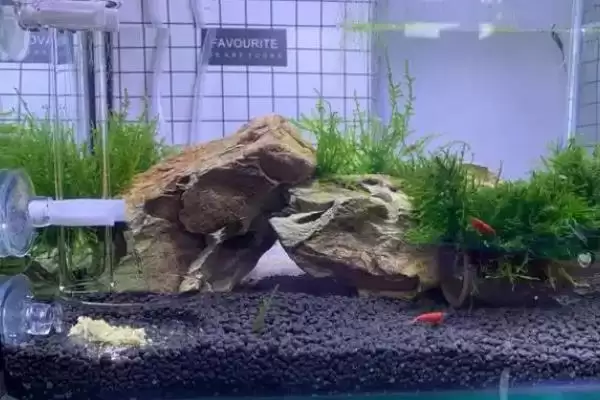 观赏虾应该怎样进行养殖,观赏虾养殖选酸碱度5-8的水源合适吗插图5 观赏虾应该怎样进行养殖,观赏虾养殖选酸碱度5-8的水源合适吗插图5