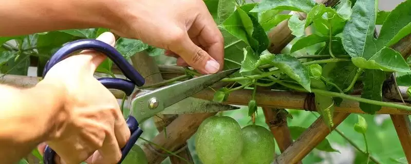 百香果枝条修剪问题,百香果枝条需要修剪吗插图 百香果枝条修剪问题,百香果枝条需要修剪吗插图