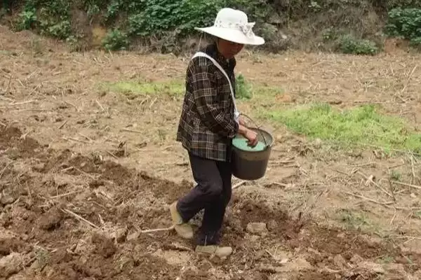复合肥地下肥效期 ,复合肥作为地下肥的效期有多长时插图1 复合肥地下肥效期 ,复合肥作为地下肥的效期有多长时插图1