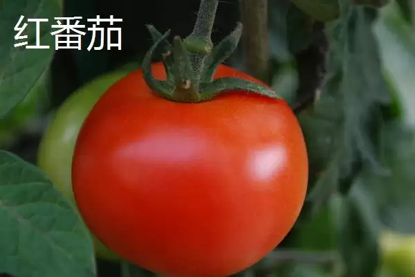 红番茄、黑番茄、黄番茄的区别,红、黑、黄番茄在栽培技术上有明显不同吗插图1 红番茄、黑番茄、黄番茄的区别,红、黑、黄番茄在栽培技术上有明显不同吗插图1