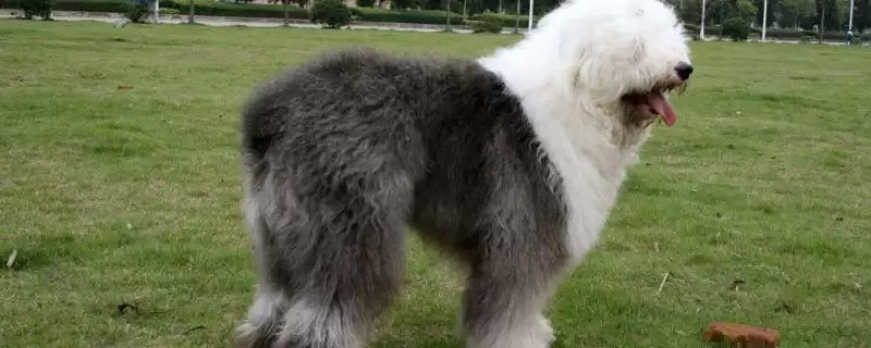 古牧犬的性格是怎样的呢,古牧犬性格比较淘气但很乐观吗插图 古牧犬的性格是怎样的呢,古牧犬性格比较淘气但很乐观吗插图