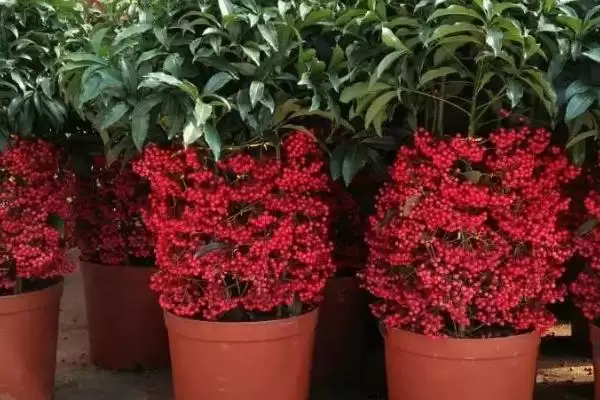 富贵子管理技术要点 ,富贵子的管理有哪些关键的技术插图2 富贵子管理技术要点 ,富贵子的管理有哪些关键的技术插图2
