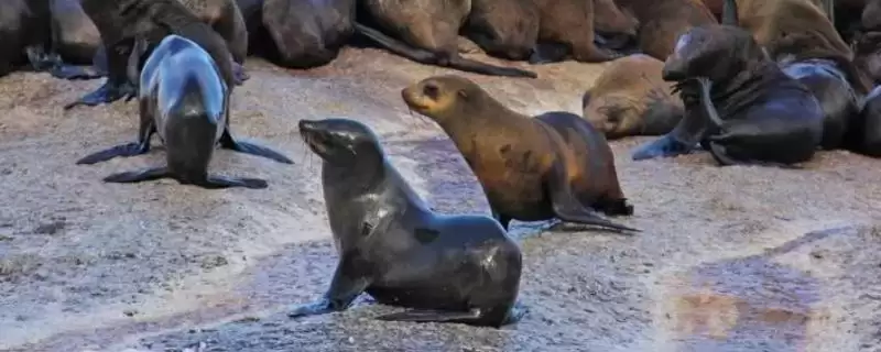 海狮是什么类型的动物呢,海狮是一种水生哺乳动物这一表述对吗插图 海狮是什么类型的动物呢,海狮是一种水生哺乳动物这一表述对吗插图