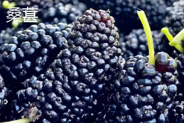 黑莓和桑葚有什么区别呢,黑莓是聚合果、桑葚是聚花果有何差异呢插图2 黑莓和桑葚有什么区别呢,黑莓是聚合果、桑葚是聚花果有何差异呢插图2