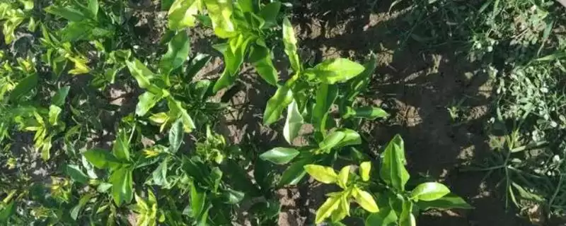 柑橘苗疫病症状表现 ,柑橘苗疫病有哪些具体的症状插图 柑橘苗疫病症状表现 ,柑橘苗疫病有哪些具体的症状插图