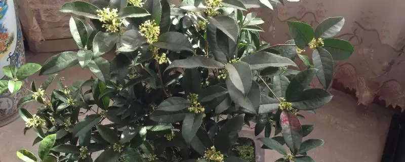桂花僵苗应该如何解决呢,桂花僵苗需及时换盆和保持充足光照吗插图 桂花僵苗应该如何解决呢,桂花僵苗需及时换盆和保持充足光照吗插图