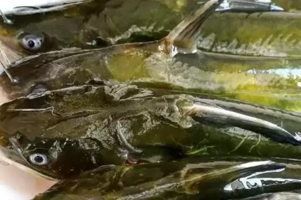黄骨鱼处理问黄黄东西要去掉,黄骨鱼要去掉身上黄黄的东西吗,为啥?插图2 黄骨鱼处理问黄黄东西要去掉,黄骨鱼要去掉身上黄黄的东西吗,为啥?插图2