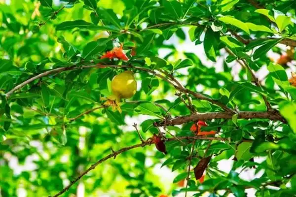 花石榴果石榴形态花期习性咋不同,花石榴和果石榴有什么区别,差异在哪?插图2 花石榴果石榴形态花期习性咋不同,花石榴和果石榴有什么区别,差异在哪?插图2