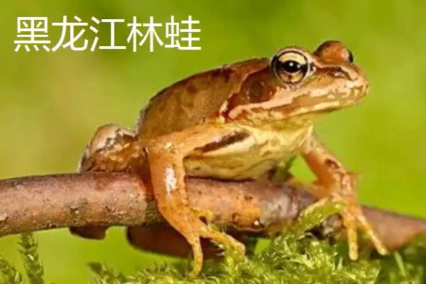 黑龙江的特产主要有哪些呢,黑龙江是“大马哈鱼之乡”还有啥特产呢插图7 黑龙江的特产主要有哪些呢,黑龙江是“大马哈鱼之乡”还有啥特产呢插图7