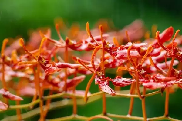 火焰兰植物问多年生草本植物,火焰兰简介,植物属性对吗?插图2 火焰兰植物问多年生草本植物,火焰兰简介,植物属性对吗?插图2