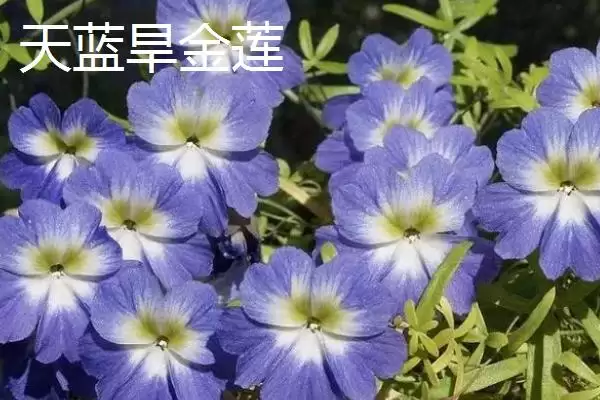 旱金莲有哪些优质品种呢,三色、天蓝旱金莲等是旱金莲优质品种吗插图2 旱金莲有哪些优质品种呢,三色、天蓝旱金莲等是旱金莲优质品种吗插图2