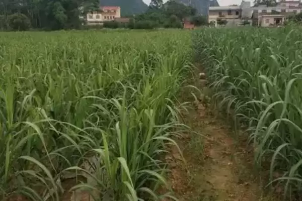 甘蔗种植方法步骤 ,甘蔗具体该如何进行种植插图1 甘蔗种植方法步骤 ,甘蔗具体该如何进行种植插图1