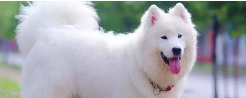 狗狗耳朵掉毛是何缘故,狗狗耳朵掉毛是犬藓或耳螨造成的吗插图 狗狗耳朵掉毛是何缘故,狗狗耳朵掉毛是犬藓或耳螨造成的吗插图