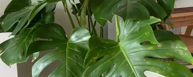 龟背竹应该怎样进行浇水,龟背竹浇水要掌握宁湿勿干的原则吗-会东网