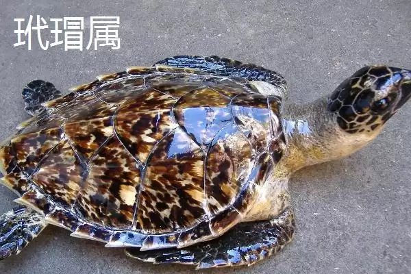 海龟是什么类型的动物呢,海龟是常见的海洋爬行动物这一说法对吗插图7 海龟是什么类型的动物呢,海龟是常见的海洋爬行动物这一说法对吗插图7