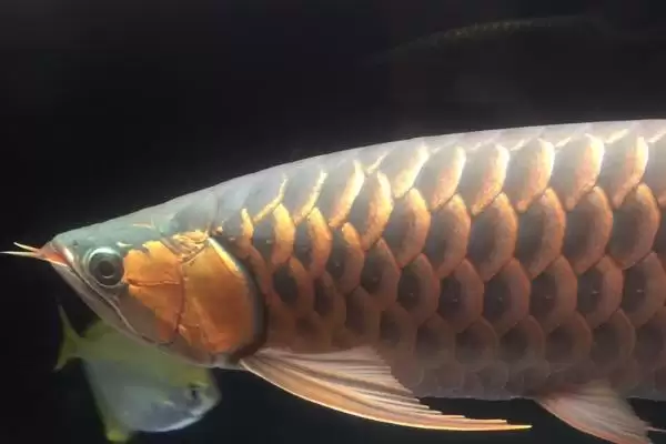 黄龙鱼饲养问饲养难度较小,黄龙鱼好不好养,容易饲养体现在哪?插图2 黄龙鱼饲养问饲养难度较小,黄龙鱼好不好养,容易饲养体现在哪?插图2