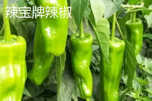 吉林伊通特产伊通大米知名度高,吉林省伊通满族自治县的特产,伊通大米情况?插图7 吉林伊通特产伊通大米知名度高,吉林省伊通满族自治县的特产,伊通大米情况?插图7