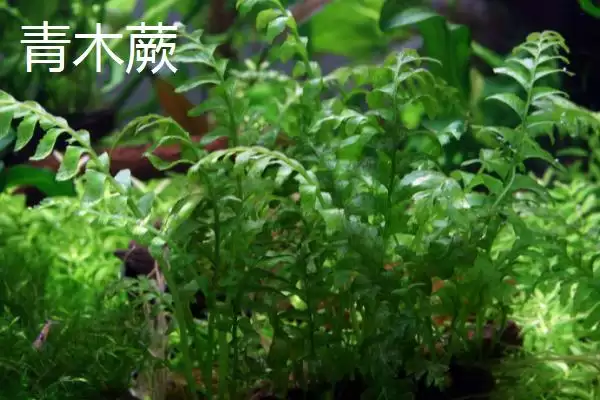 黑木蕨和青木蕨的区别在哪,黑木蕨和青木蕨在生长速度和栽植方式不同吗插图2 黑木蕨和青木蕨的区别在哪,黑木蕨和青木蕨在生长速度和栽植方式不同吗插图2