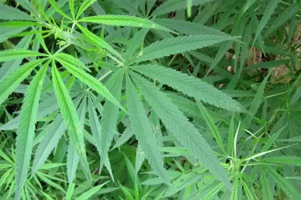 红麻属于哪种类型的植物呢,红麻是一年生或多年生草本植物吗插图1 红麻属于哪种类型的植物呢,红麻是一年生或多年生草本植物吗插图1