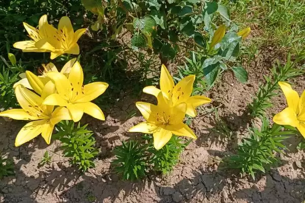 黄百合花语意花语是感激快乐,黄百合的花语,花语含义准确吗?插图5 黄百合花语意花语是感激快乐,黄百合的花语,花语含义准确吗?插图5