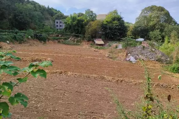 花生种子品种鲁花9号10号好吗,花生种子哪个品种好,有哪些优良品种?插图9 花生种子品种鲁花9号10号好吗,花生种子哪个品种好,有哪些优良品种?插图9