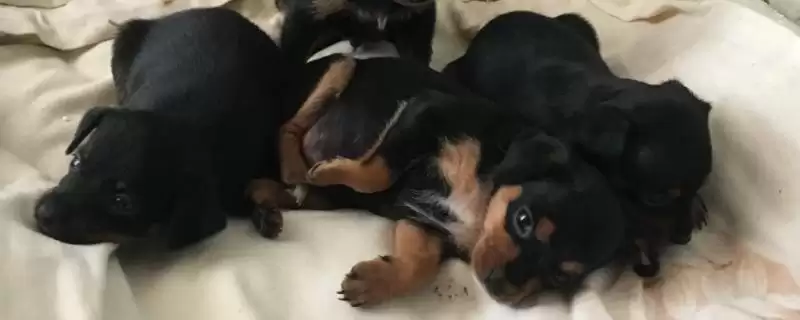 杜宾犬的智商排名,杜宾犬智商高吗在狗狗中排第几插图 杜宾犬的智商排名,杜宾犬智商高吗在狗狗中排第几插图