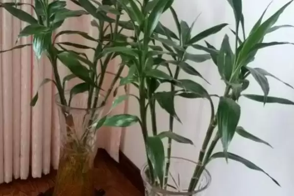 富贵竹根发黑原因处理 ,富贵竹根发黑是什么原因,怎么处插图9 富贵竹根发黑原因处理 ,富贵竹根发黑是什么原因,怎么处插图9