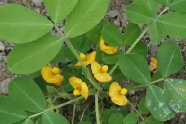 花生培土技巧迎针培土啥时合适,花生迎针培土技巧,掌握适期重要吗?插图3 花生培土技巧迎针培土啥时合适,花生迎针培土技巧,掌握适期重要吗?插图3
