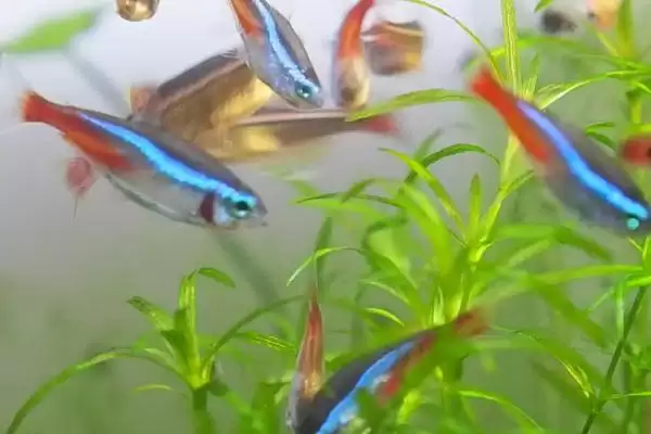 红绿灯鱼过多久才能长大呢,红绿灯鱼一般需要6-8个月才能长大吗插图2 红绿灯鱼过多久才能长大呢,红绿灯鱼一般需要6-8个月才能长大吗插图2