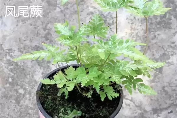 凤尾蕨与黑木蕨差异 ,凤尾蕨和黑木蕨有何区插图3 凤尾蕨与黑木蕨差异 ,凤尾蕨和黑木蕨有何区插图3