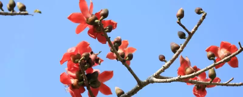广州市的市花是什么花呢,市花是城市绿色名片广州的市花是啥-会东网