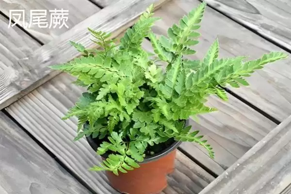 凤尾蕨与黑木蕨差异 ,凤尾蕨和黑木蕨有何区插图7 凤尾蕨与黑木蕨差异 ,凤尾蕨和黑木蕨有何区插图7