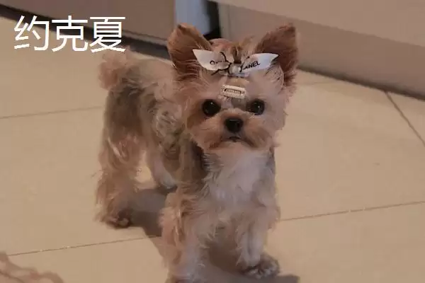 狗狗耳朵掉毛是何缘故,狗狗耳朵掉毛是犬藓或耳螨造成的吗插图7 狗狗耳朵掉毛是何缘故,狗狗耳朵掉毛是犬藓或耳螨造成的吗插图7