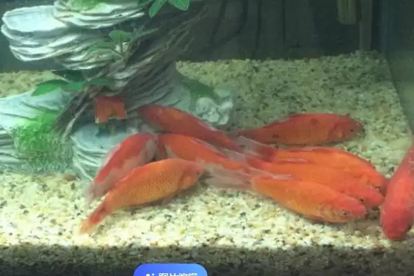 换水后鱼死亡死鱼捞出就可以,换水后鱼死了怎么处理,正确处理方式?插图3 换水后鱼死亡死鱼捞出就可以,换水后鱼死了怎么处理,正确处理方式?插图3