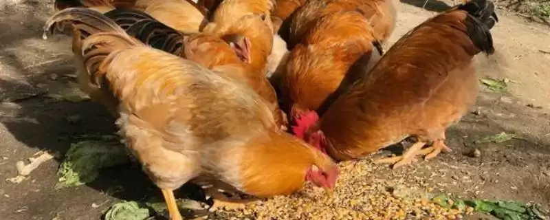 鸡吃沙石原因为研磨食物对,鸡吃沙子和石头的原因,是这个目的?插图 鸡吃沙石原因为研磨食物对,鸡吃沙子和石头的原因,是这个目的?插图