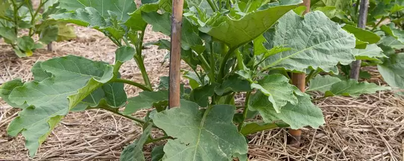 佛手瓜种植方法步骤 ,佛手瓜具体该如何进行种植插图 佛手瓜种植方法步骤 ,佛手瓜具体该如何进行种植插图