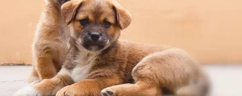 狗狗缺钙该如何解决,狗狗缺钙可喂虾、蛋、骨头汤等补钙吗-会东网
