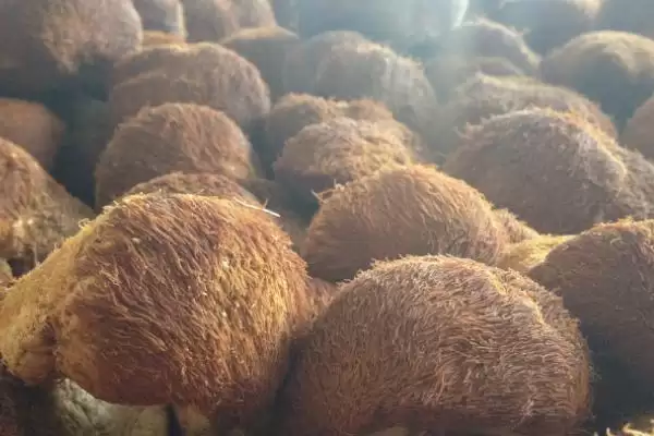 猴头菇的产地主要在哪里呢,猴头菇产地主要在我国东北三省地区吗插图1 猴头菇的产地主要在哪里呢,猴头菇产地主要在我国东北三省地区吗插图1