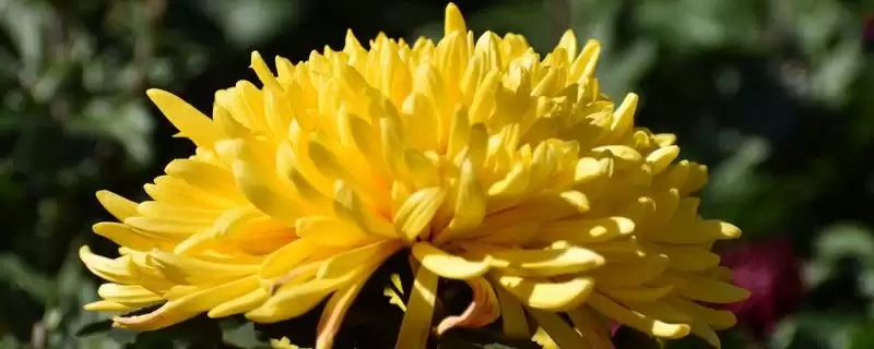 家里养菊花否株型小巧适合养,家里是否适合养菊花，是这样的吗？-会东网