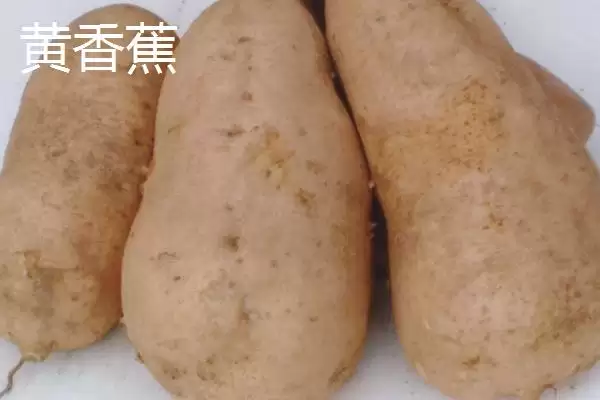 甘薯优良新品种介绍 ,甘薯有哪些优良的新品种插图5 甘薯优良新品种介绍 ,甘薯有哪些优良的新品种插图5
