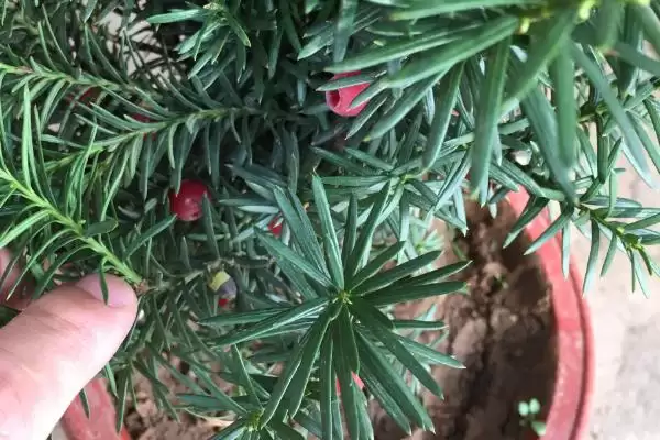 红豆杉叶子发黄干枯是为啥呢,红豆杉叶子发黄干枯因缺水或环境突变等吗插图6