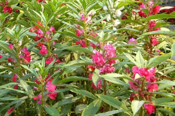 凤仙花褐斑病防治 ,凤仙花如何防治褐斑病插图1 凤仙花褐斑病防治 ,凤仙花如何防治褐斑病插图1