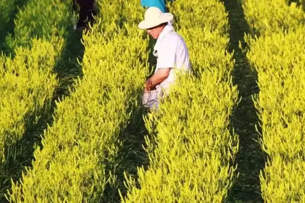 黄花菜施肥法基肥用农家肥好,黄花菜高产的施肥方法,基肥选啥好?插图4 黄花菜施肥法基肥用农家肥好,黄花菜高产的施肥方法,基肥选啥好?插图4