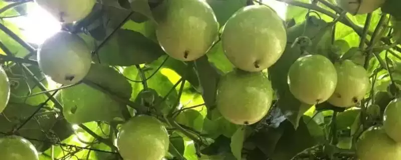 百香果结果时间,百香果是否四季都能结果插图 百香果结果时间,百香果是否四季都能结果插图