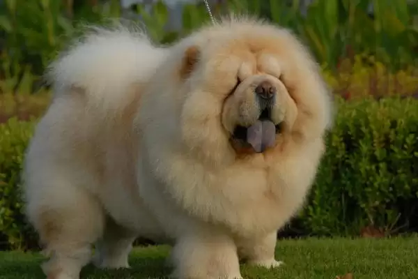 护卫犬品种知多少拉布拉多等常见吗,护卫犬有哪些品种,拉布拉多等常见不?插图3 护卫犬品种知多少拉布拉多等常见吗,护卫犬有哪些品种,拉布拉多等常见不?插图3